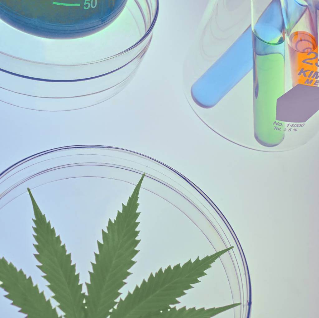 konopí, cbd, thc pod drobnohledem