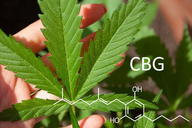 vzorec cbg