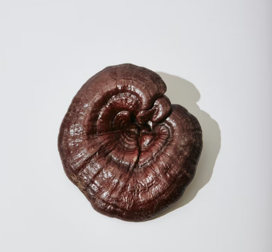 houba reishi