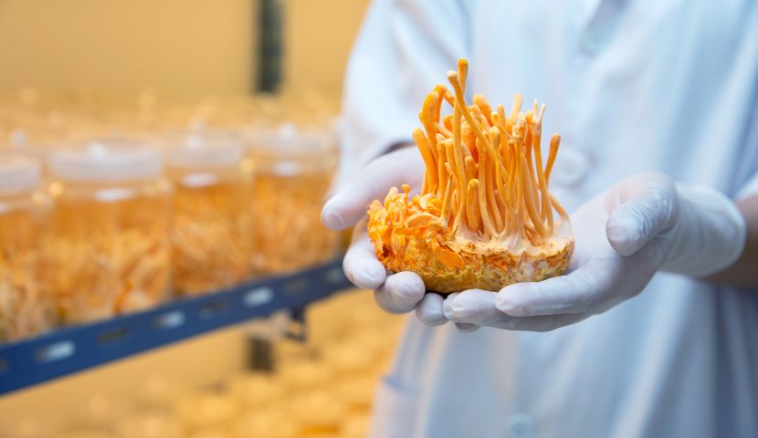 pestovani cordyceps