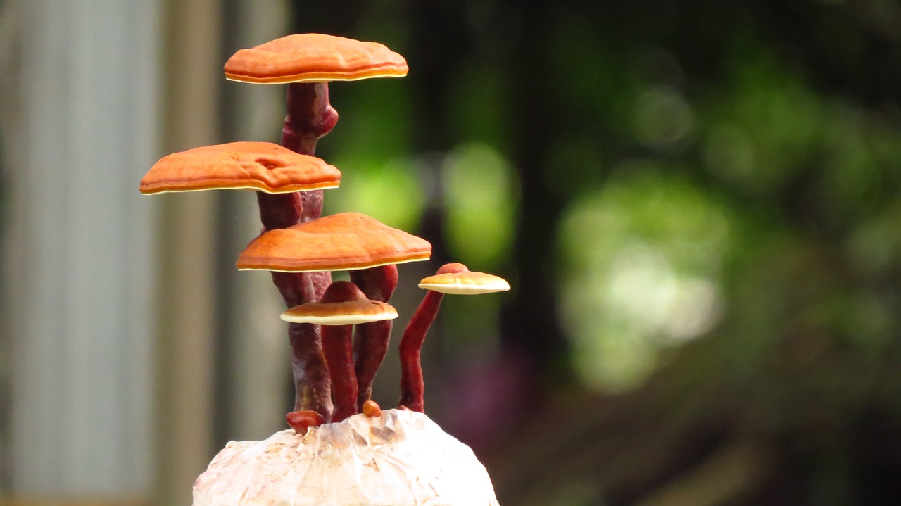 medicinální houby reishi